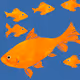 Lucky Fish