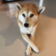 Shiba Inu