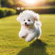 Bichon on the grass