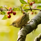 berd