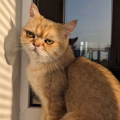 Cats