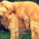 Doggy