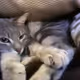 puss