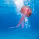 Jelly fish