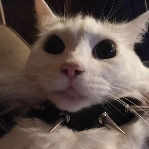 coth cat