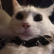 coth cat