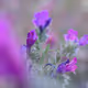 Naturaliste