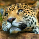 Animal 6