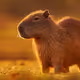 capybara's