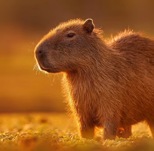 capybara's
