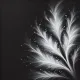 Black and White Dreams