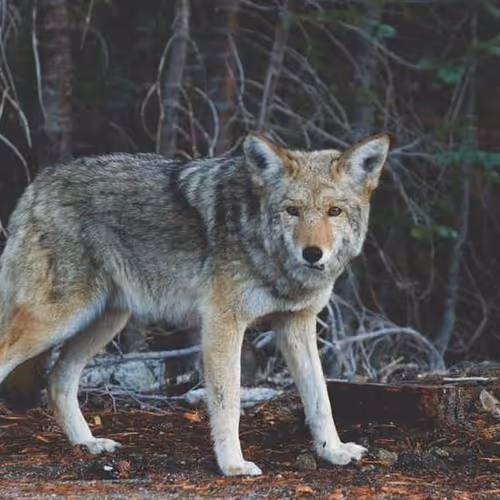 Der Proportion Coleman