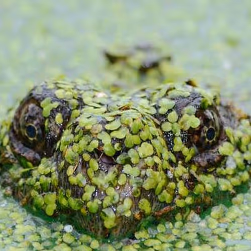 Sandra Boxes Calcium