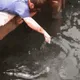 Big Fish