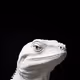 reptile