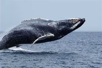 Whale №4