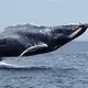 Whale №4