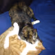 my cat