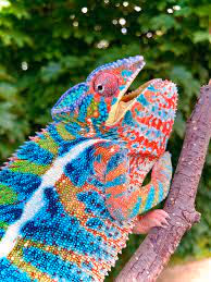 Chameleon