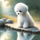 happy bichon #1