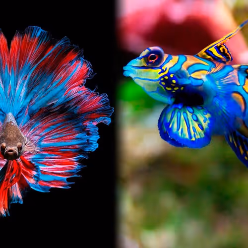 fish