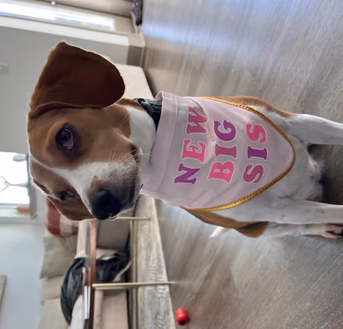 Willow-Beagle