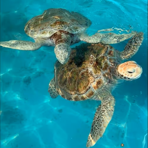 turtles