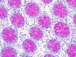 Histopathology