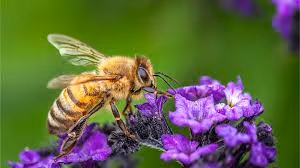 Bee 07809