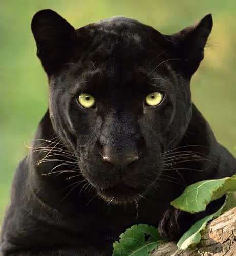 Animals 2