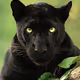 Animals 2