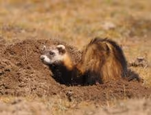 Animal