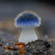 Mycena subcyanocephala