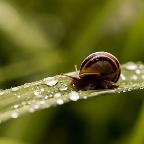 snail