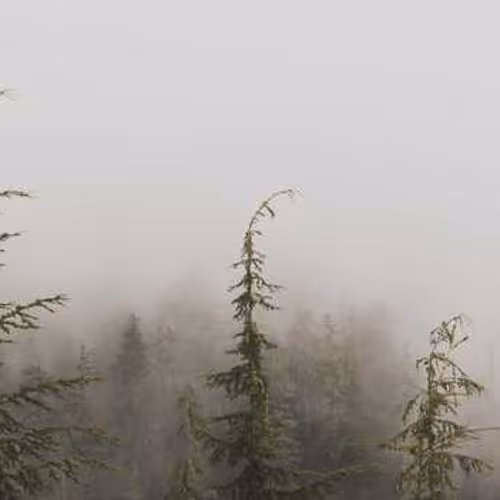 Forever Research Currently