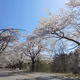 cherry blossom road