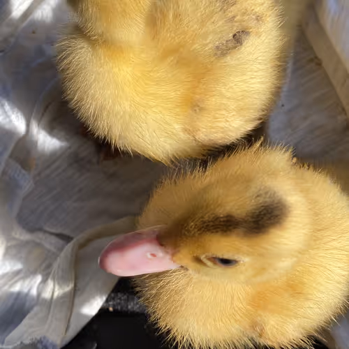 Little Ducks