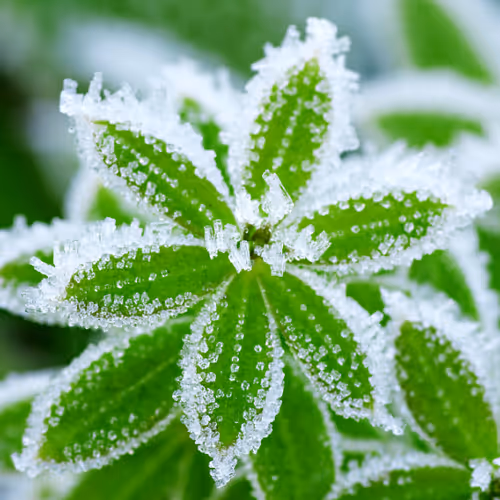 Frost