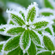 Frost