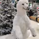 Polar bear