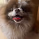 Onchain Doggo