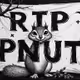 PNUT THE SQUIRREL