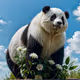 Panda Kingdom