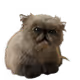 Mister Miggles
