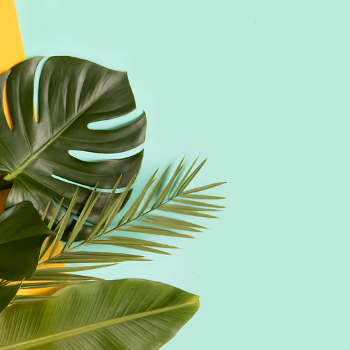 palm