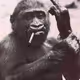 Bad monkey