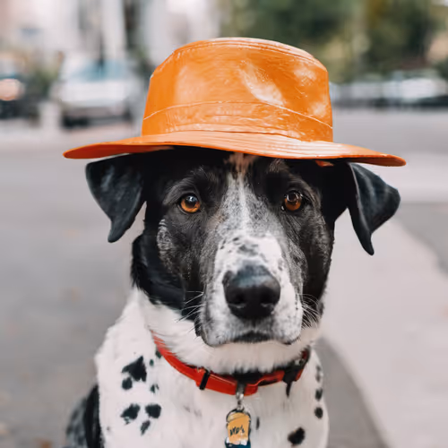 DogWithHat