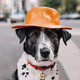 DogWithHat