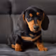 Dachshund Puppy
