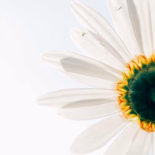 Monte Transformation